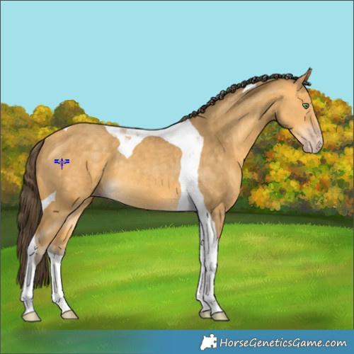Horse Color:Amber Cream Champagne Tobiano 