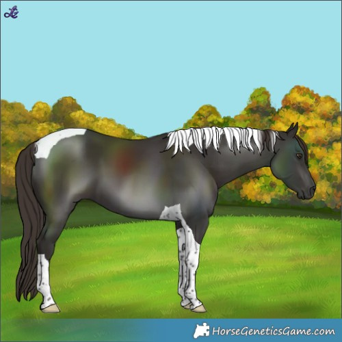 Horse Color:Liver Chestnut Tobiano 