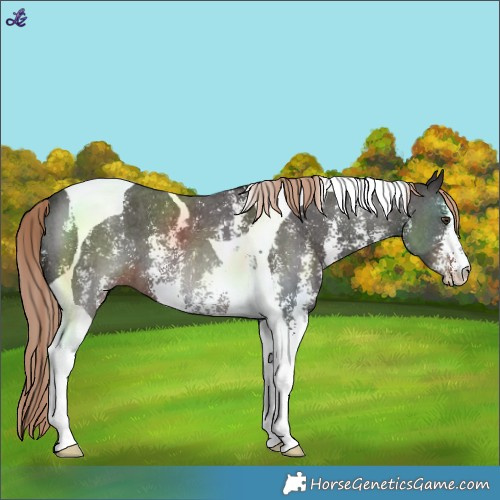 Horse Color:Liver Chestnut Sabino Tobiano 