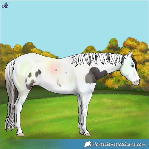 Horse Color:Liver Chestnut Splash Tobiano Blanket