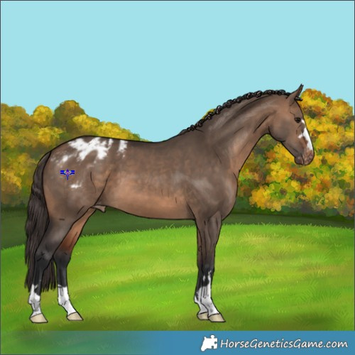 Horse Color:Brown Dun Appaloosa 
