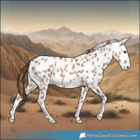 Horse Color:Red Dun Near Leopard 