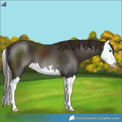Horse Color:Liver Chestnut Splash