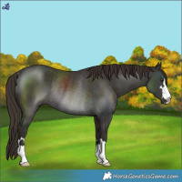 Horse Color:Liver Chestnut Rabicano 