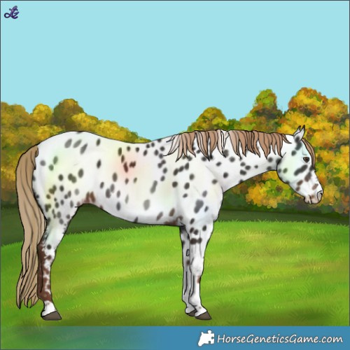 Horse Color:Liver Chestnut Tobiano Near Leopard 