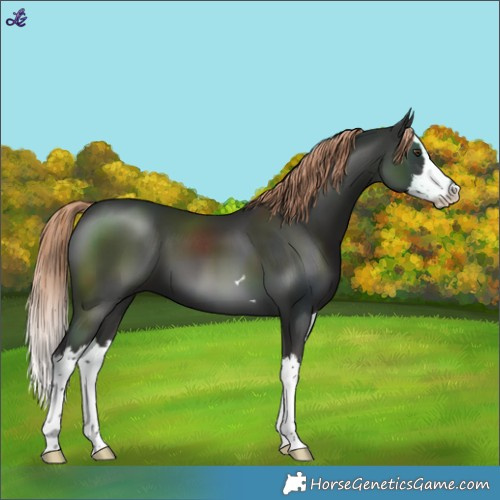 Horse Color:Liver Chestnut Splash