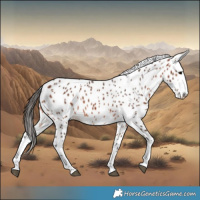 Horse Color:Bay Leopard 