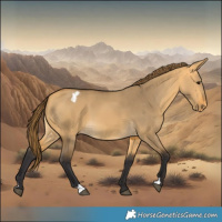 Horse Color:Buckskin Dun Varnish 