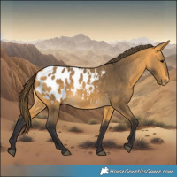 Horse Color:Buckskin Blanket 