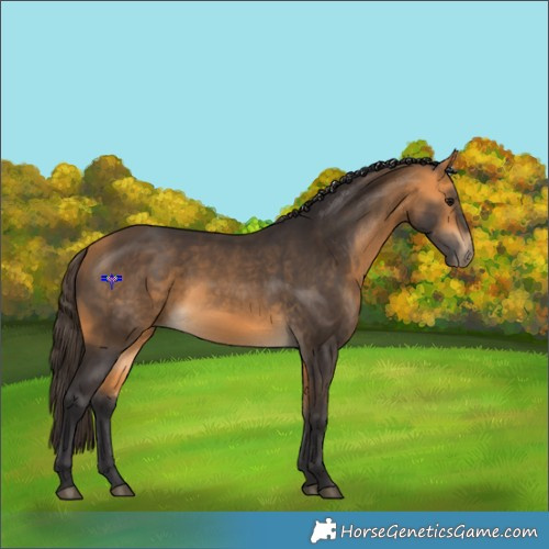 Horse Color:Buckskin 
