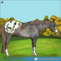 Horse Color:Liver Chestnut Blanket Rabicano 