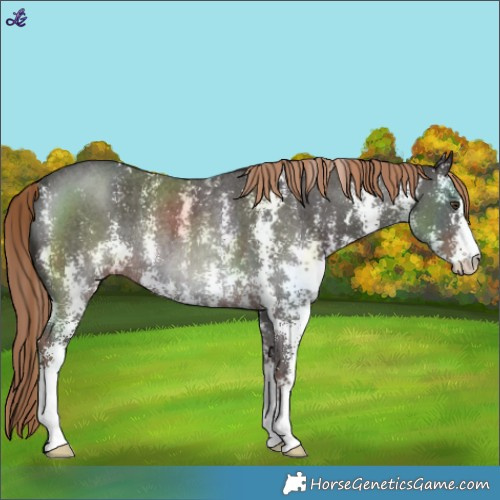 Horse Color:Liver Chestnut Sabino Rabicano 