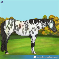 Horse Color:Liver Chestnut Near Leopard 