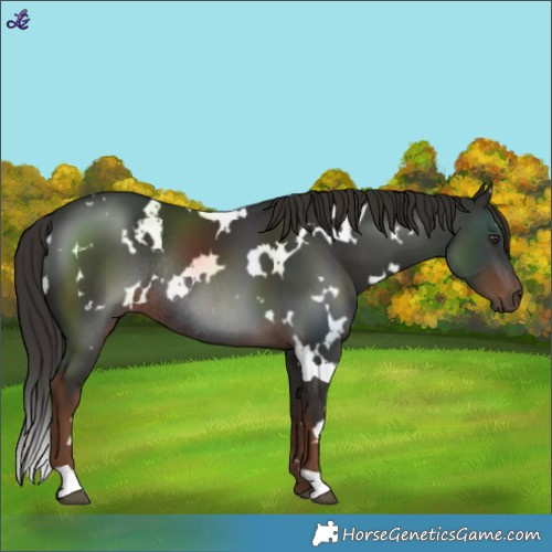 Horse Color:White Spotted Liver Chestnut Rabicano