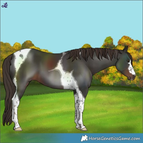 Horse Color:Liver Chestnut Tobiano 