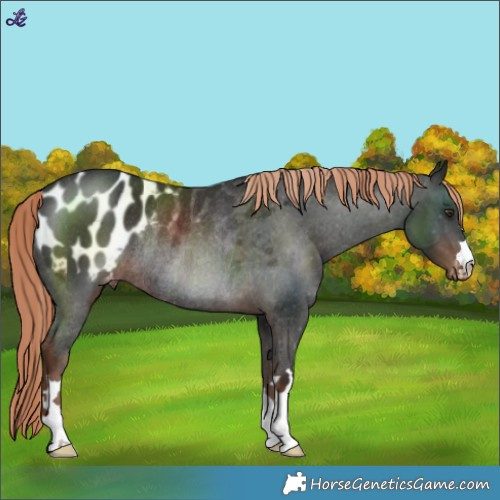 Horse Color:Liver Chestnut Blanket Rabicano 