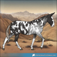 Horse Color:Liver Chestnut Splash Near Leopard 
