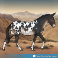 Horse Color:Brown Appaloosa 