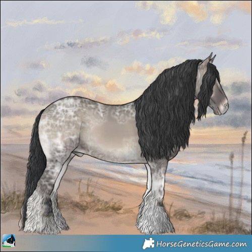Horse Color:Grullo Ice Onyx 