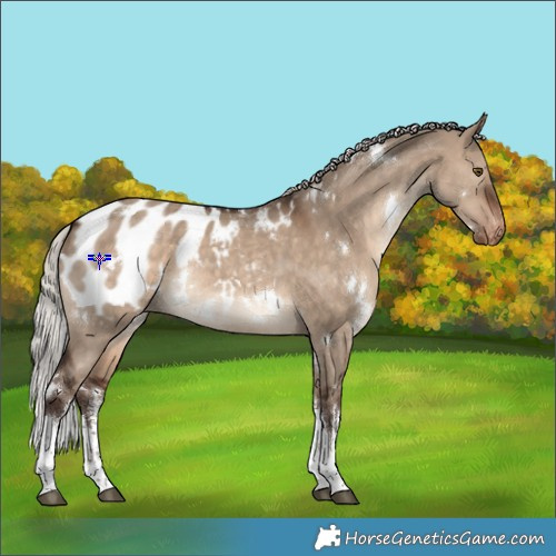 Horse Color:White Spotted Silver Brown Dun Appaloosa Rabicano 