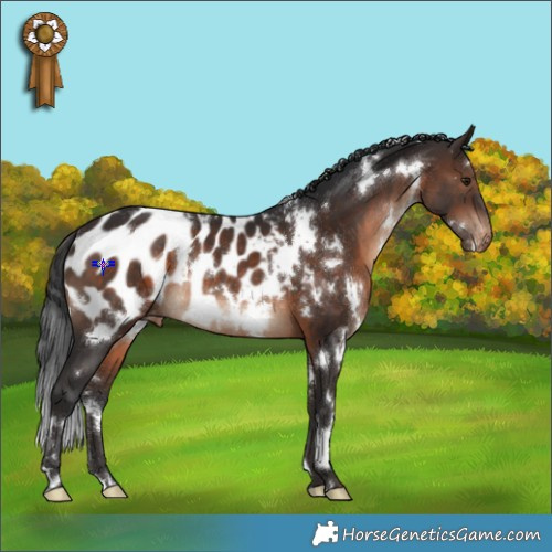 Horse Color:White Spotted Brown Appaloosa Rabicano 
