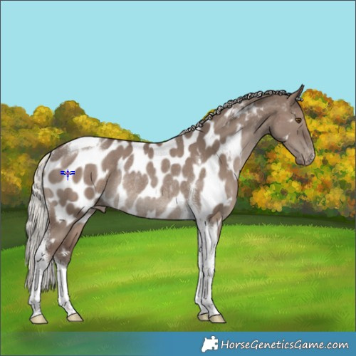 Horse Color:Silver Grullo Tobiano Appaloosa Rabicano 