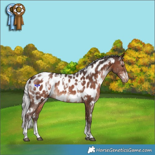 Horse Color:White Spotted Silver Bay Sabino Appaloosa Rabicano 