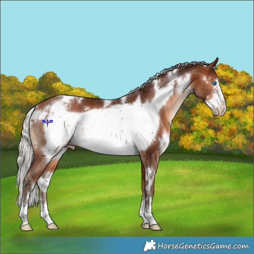 Horse Color:White Spotted Silver Bay Frame Appaloosa Rabicano 