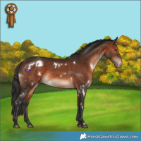 Horse Color:White Spotted Brown Appaloosa Rabicano 