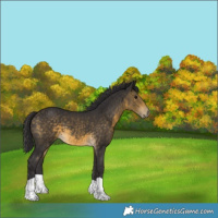 Horse Color:Buckskin