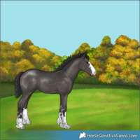 Horse Color:Smoky Black 