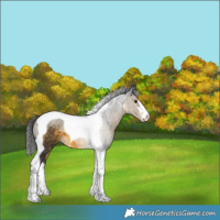 Horse Color:Buckskin Tobiano 