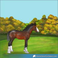 Horse Color:Brown 