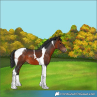 Horse Color:Brown Tobiano 