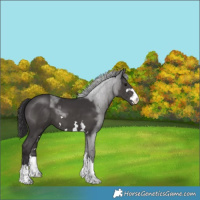 Horse Color:Smoky Black 