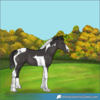 Horse Color:Smoky Black Tobiano 
