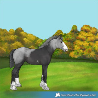 Horse Color:Black 