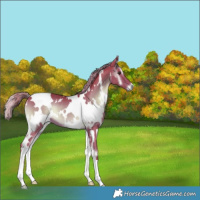 Horse Color:Watercolor White Spotted Liver Red Onyx