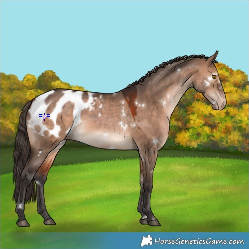 Horse Color:White Spotted Bay Dun Appaloosa Rabicano 