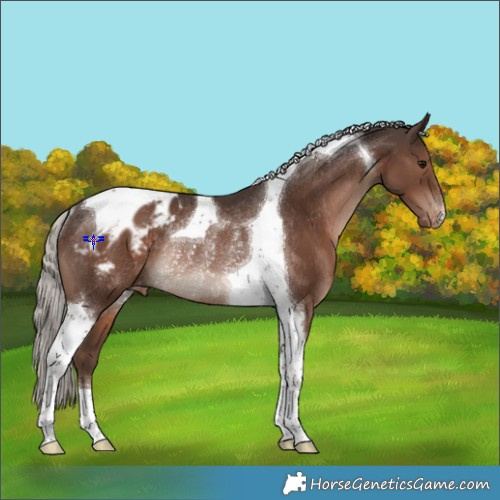 Horse Color:Silver Black Tobiano Appaloosa Rabicano 