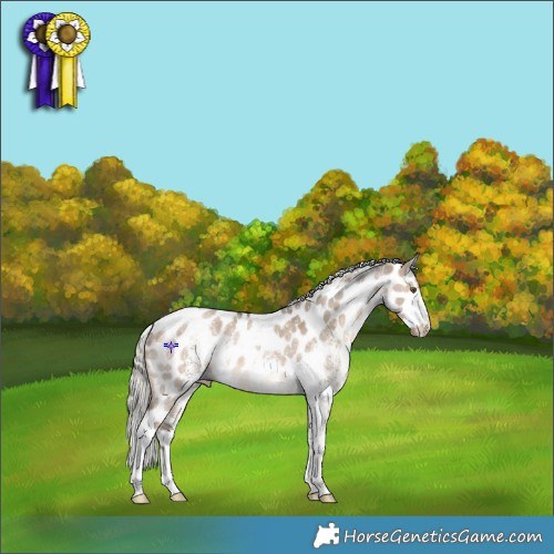 Horse Color:Silver Brown Dun Sabino Tobiano Appaloosa Rabicano 