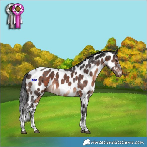 Horse Color:Brown Sabino Tobiano Appaloosa Rabicano 