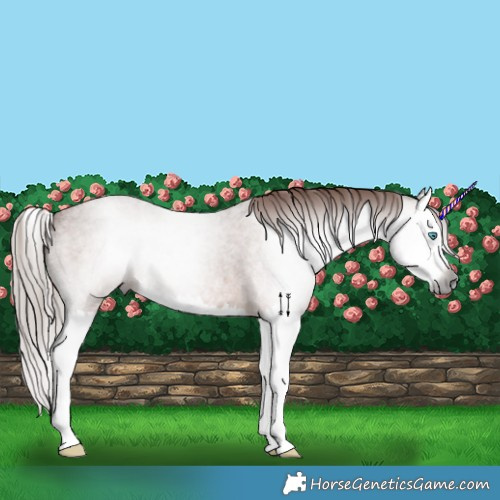 Horse Color:Gray Red Roan Splash