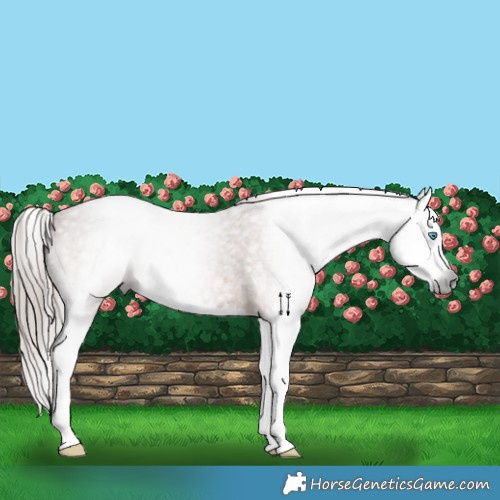 Horse Color:Gray Red Roan Splash 
