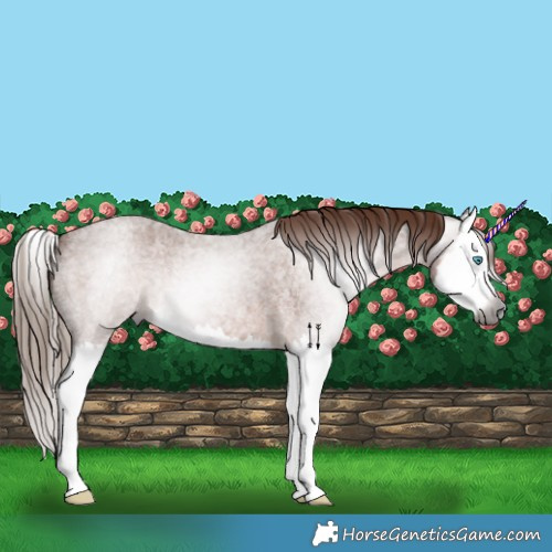 Horse Color:Gray Red Roan Splash 