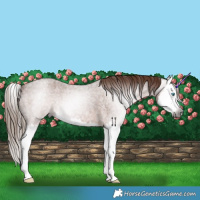 Horse Color:Gray Red Roan Splash 