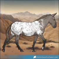 Horse Color:Smoky Grullo Appaloosa 
