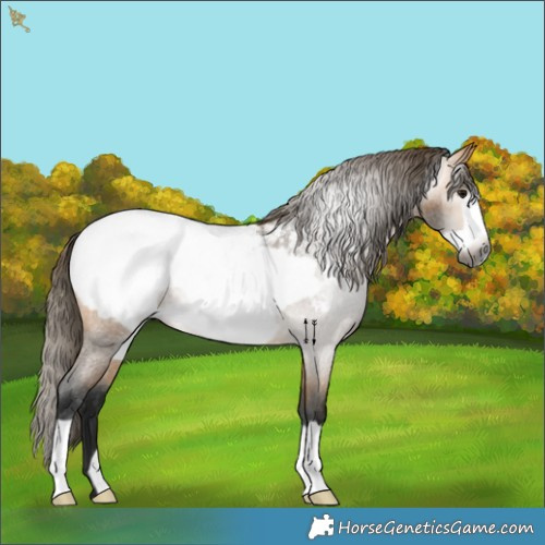 Horse Color:Gray Buckskin Roan Frame Appaloosa Rabicano