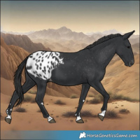 Horse Color:Black Appaloosa 