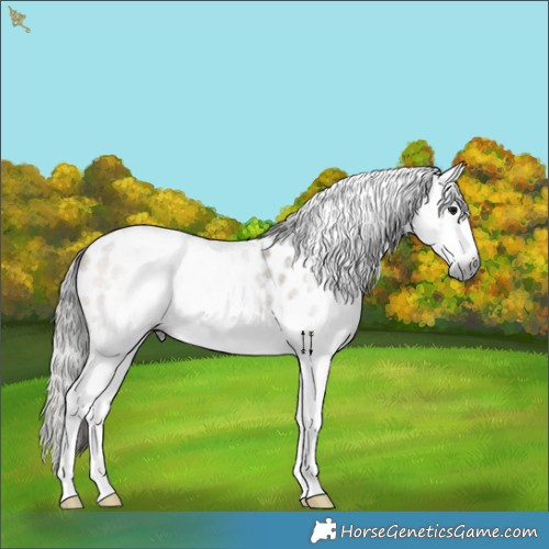 Horse Color:Gray Buckskin Roan Splash Appaloosa 